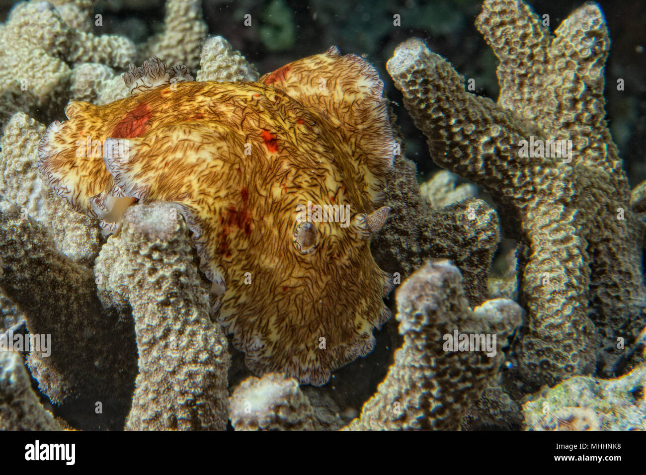 Macro on Platydoris Cruenta nudibranch in indonesia Stock Photo