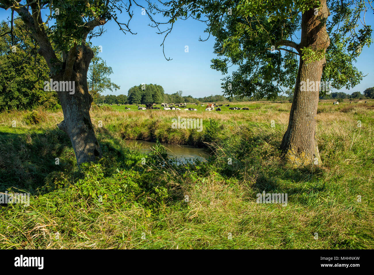 Dutch countryside with cows near a brook in the summer Stock Photo