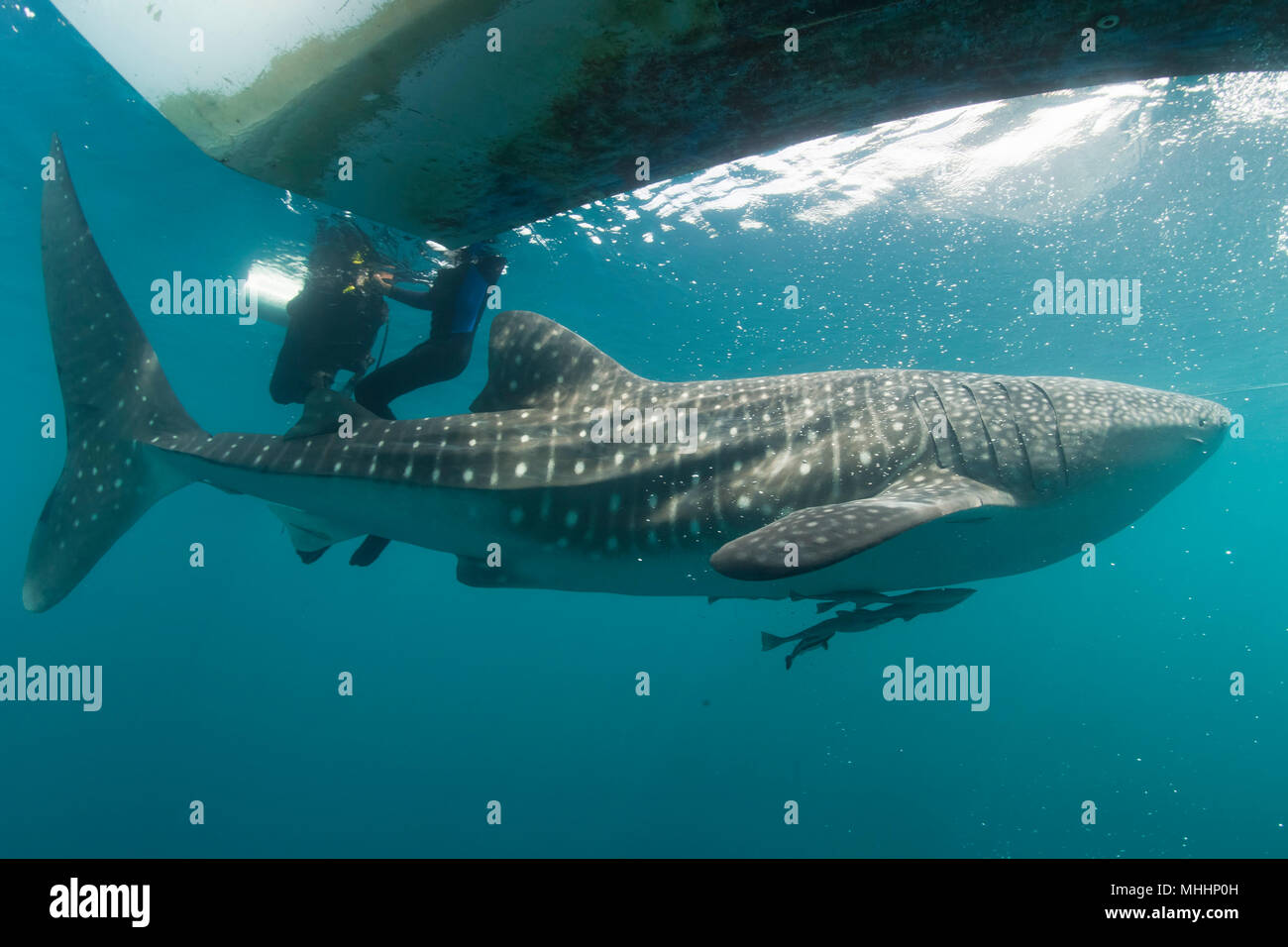 Vorlage: Whale shark diver huge hi-res stock photography and images - Alamy Foto zu Whale shark diver huge hi-res stock photography and images - Alamy