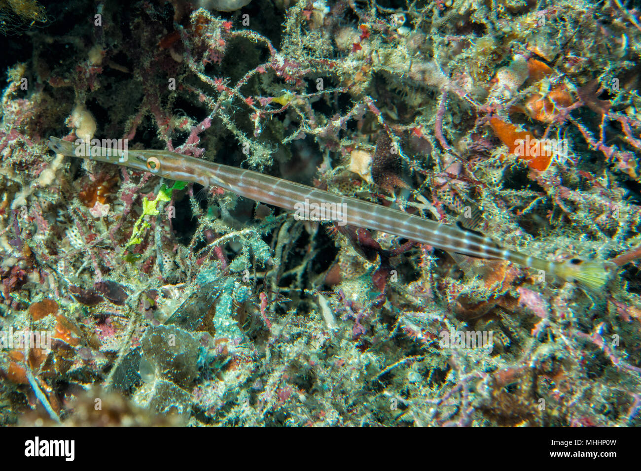 Close up on Flute trumpet fish while diving indonesia Stock Photo Alamy