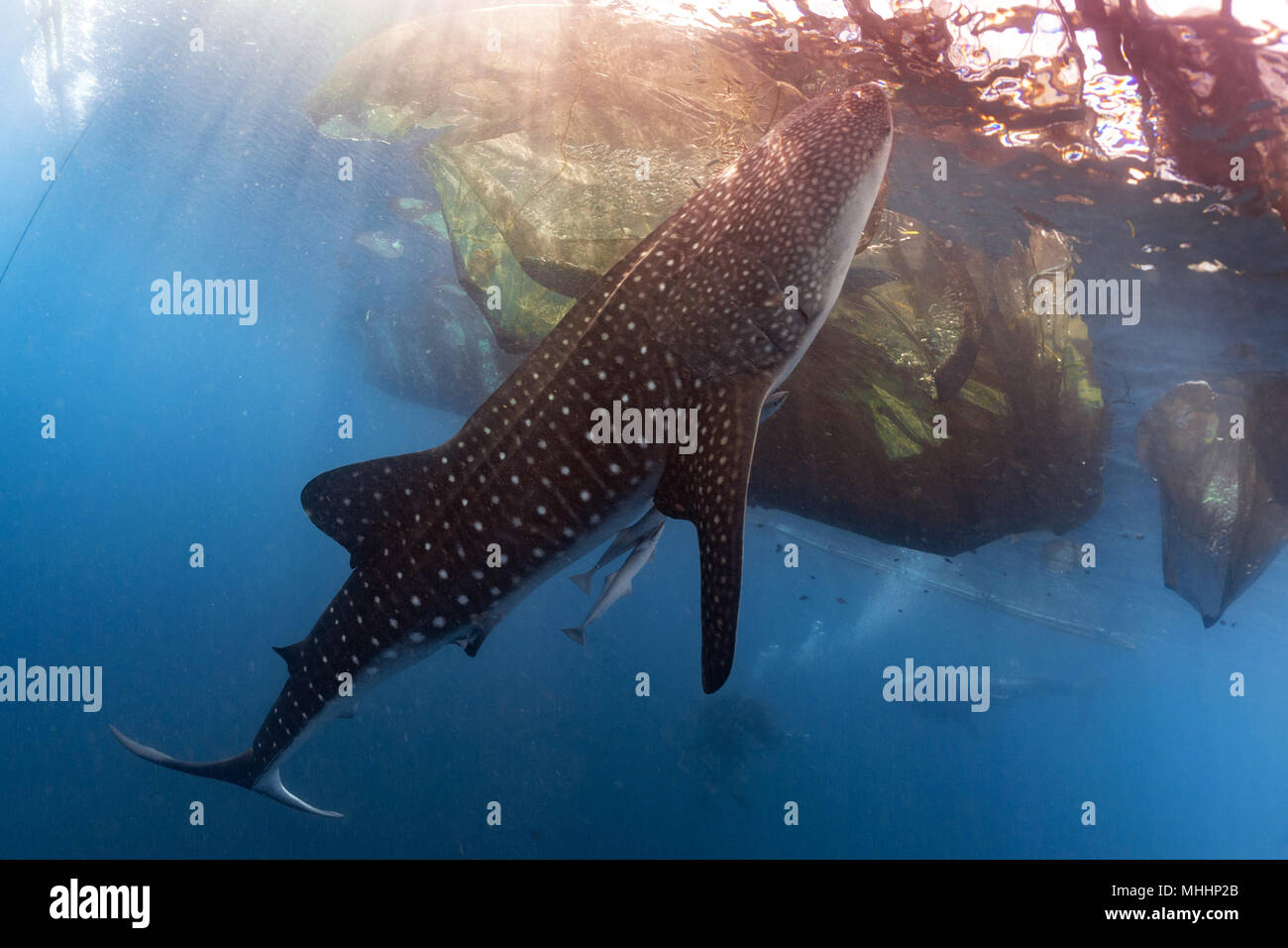 Whale Shark Eating Fish From Net