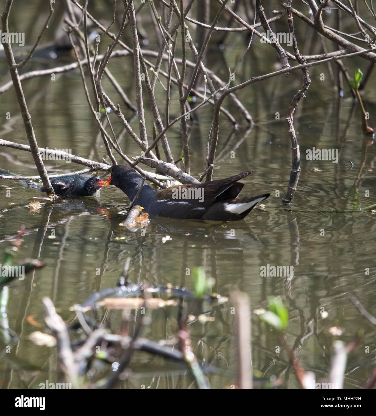 A moorhen feeds her chick in New Mills Nature Reserve. Stock Photo