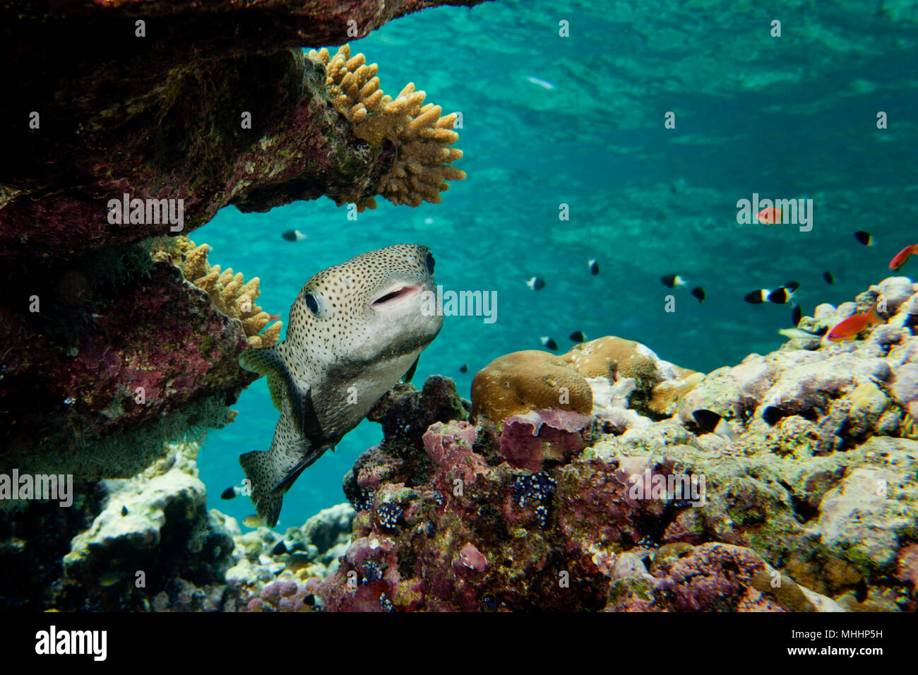 A box fish in the reef background Stock Photo Alamy