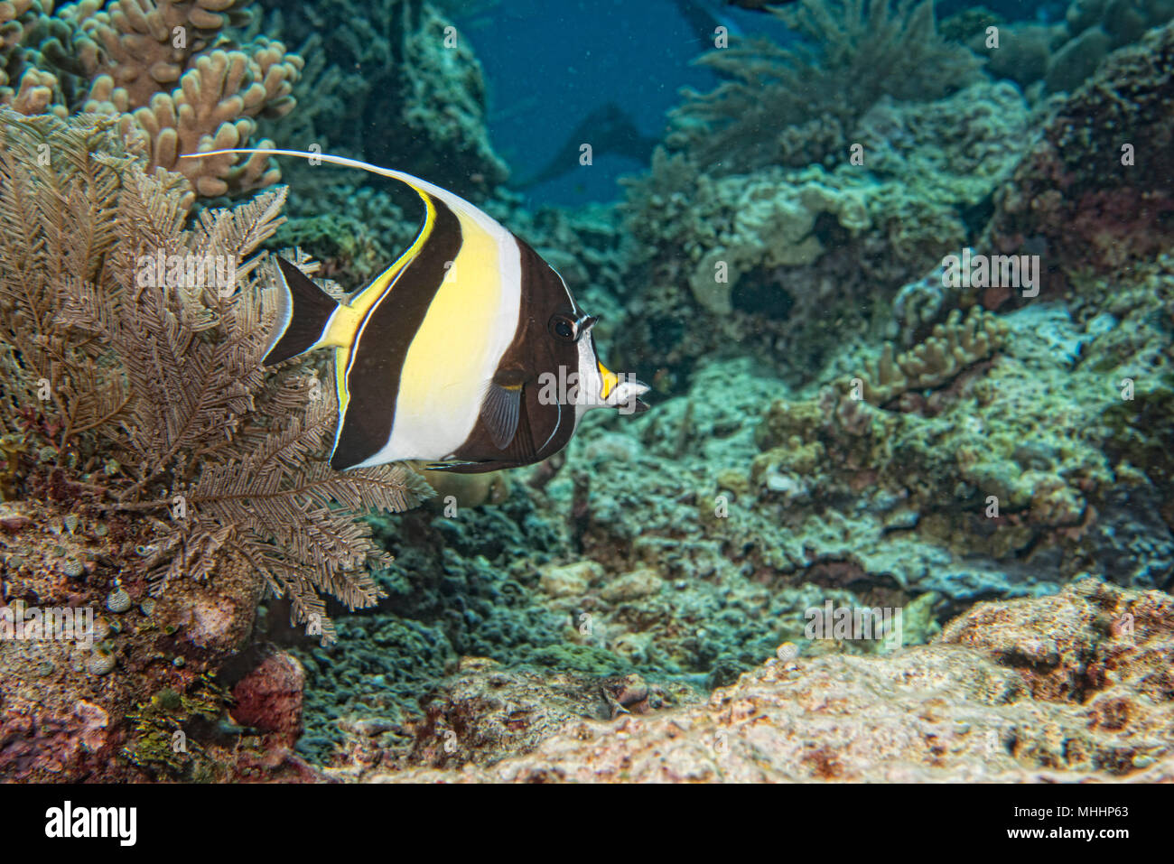 Moorish idol fish underwater portrait Stock Photo