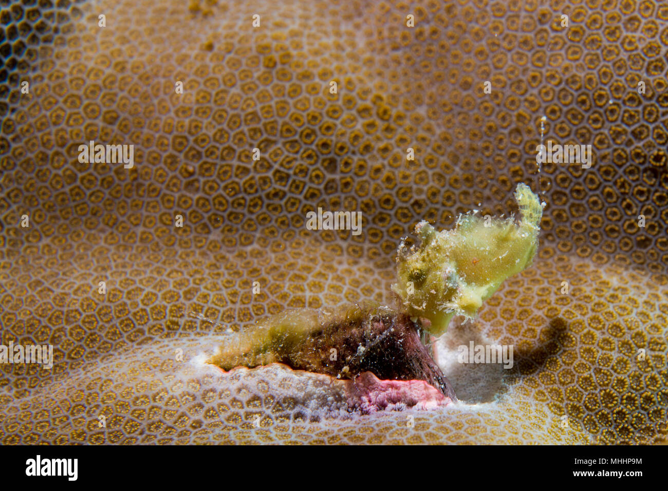 Extremely Small Baby yellow frog fish on hard coral Stock Photo