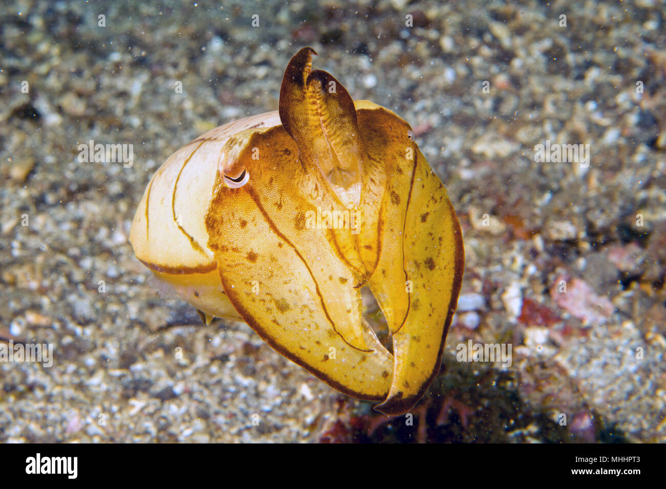 Colorful Squid cuttlefish underwater close up portrait in Lembeh while