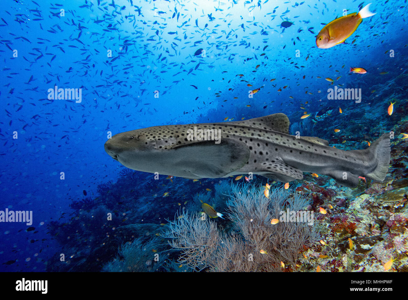 Zebra shark portrait on blue sea and reef background Stock Photo