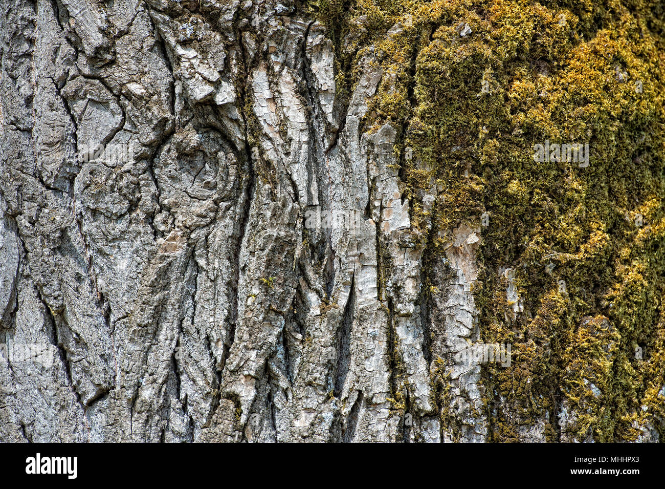 natural pine bark texture background Stock Photo - Alamy