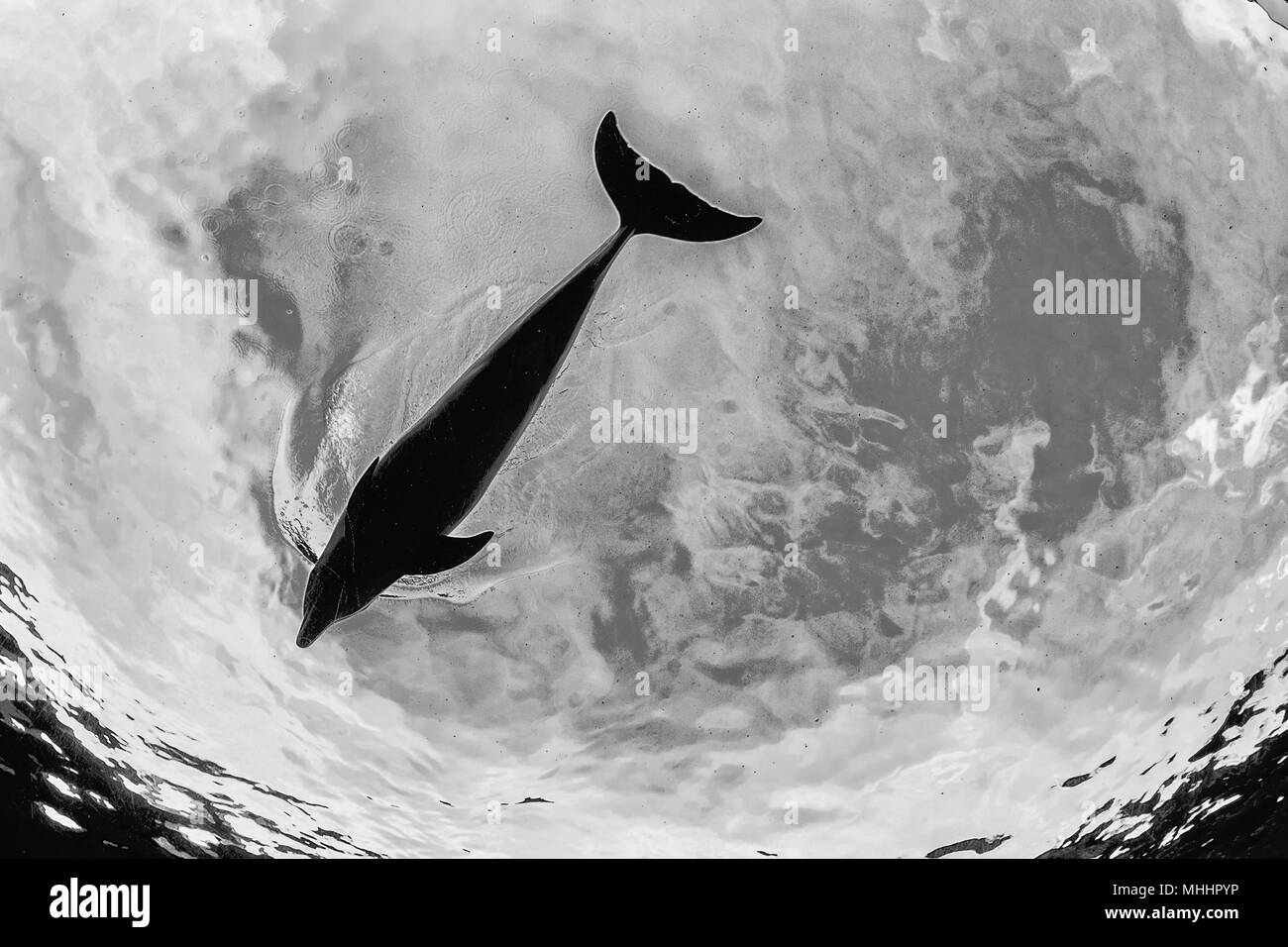 silhouette of dolphin underwater on ocean background in black and white Stock Photo