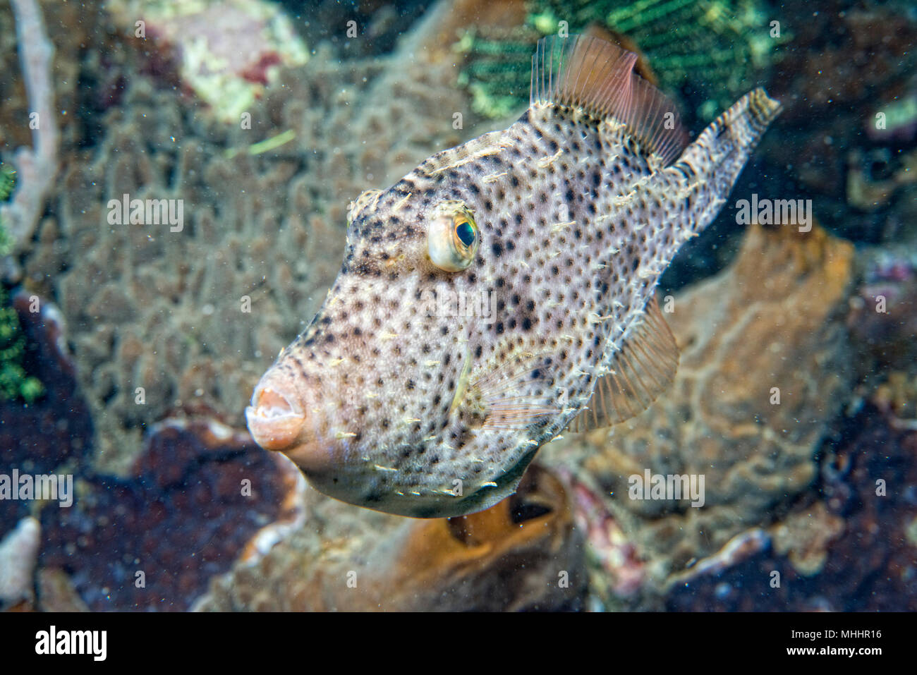 triggerfish underwater while diving in Lembeh Indonesia Stock Photo