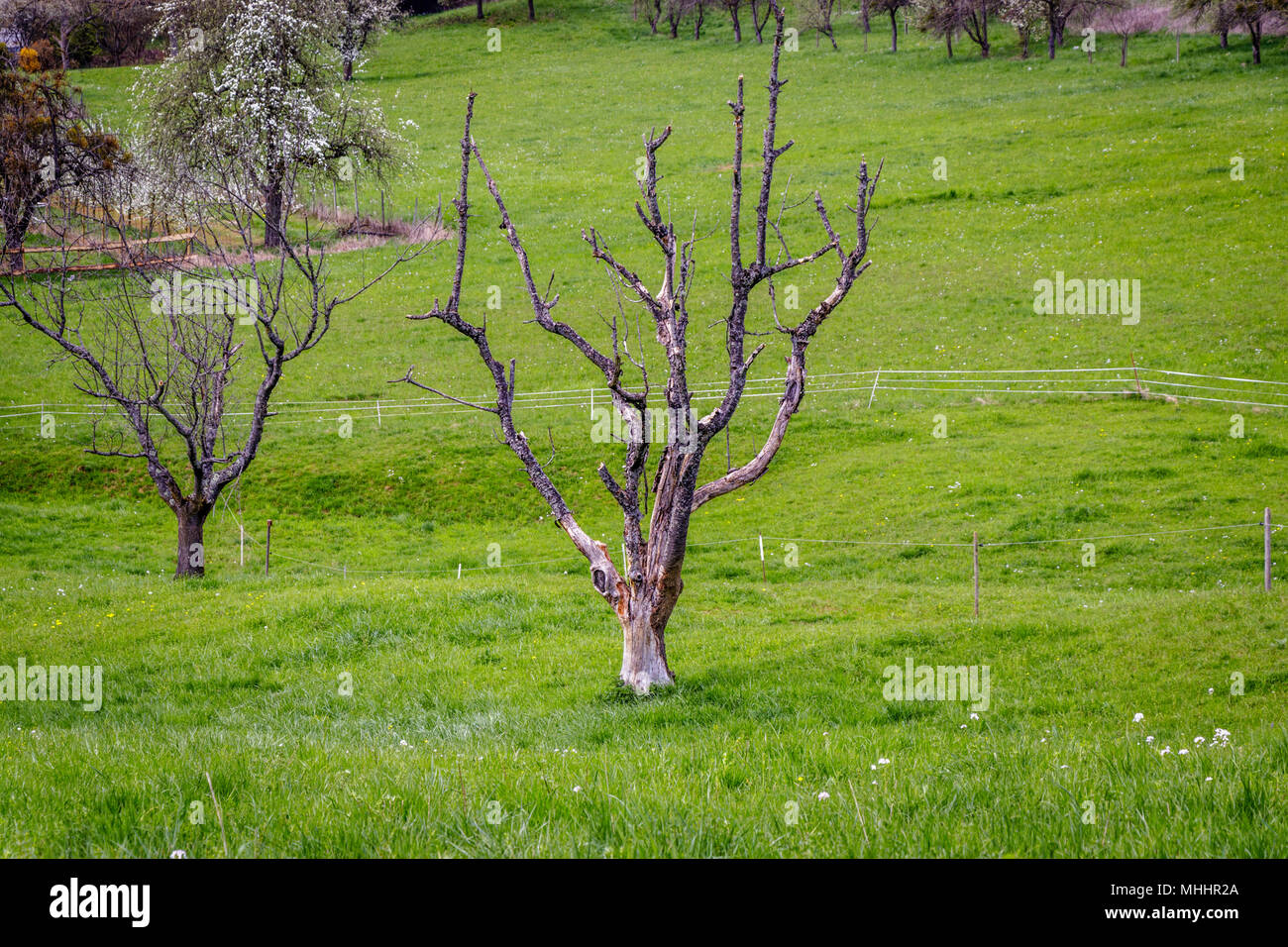 A dead tree standing on a green meadow in the wine region Markgräferland. The region is known for its vineyards and often called by Germans the Tuscan Stock Photo