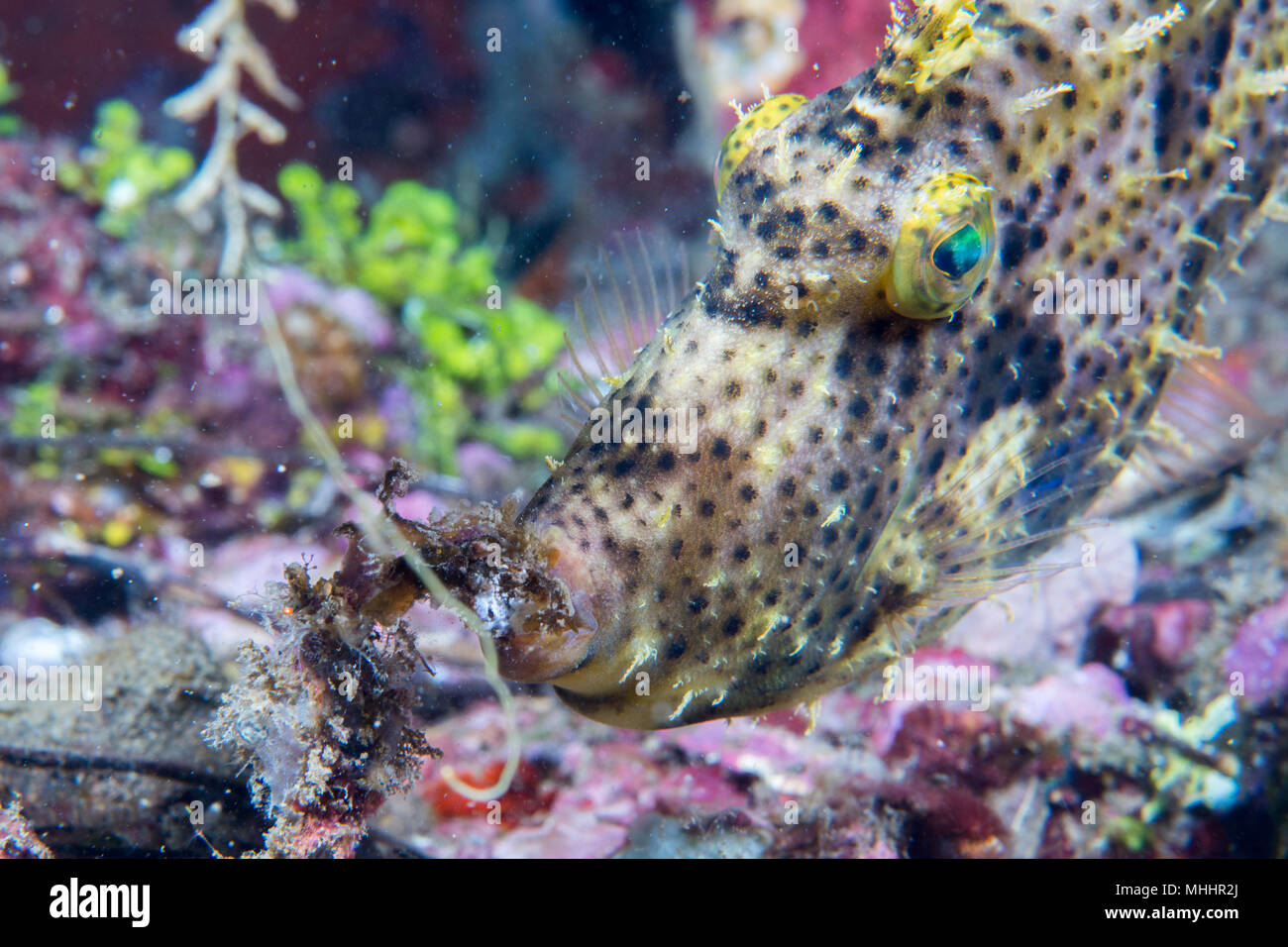 triggerfish underwater while diving in Lembeh Indonesia Stock Photo