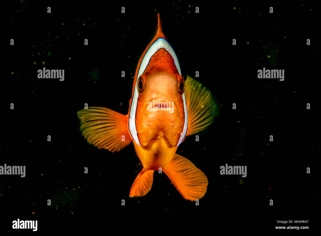 Clown fish while looking at you on the black background while diving in Indonesia Stock Photo