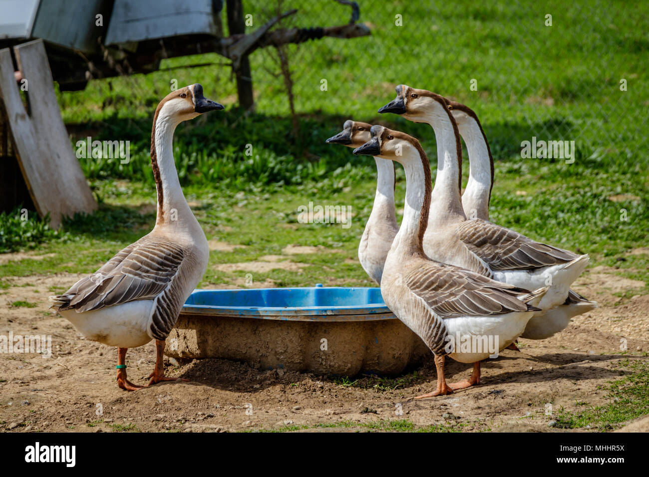 Five gooses standing around a baby pool drinking water in Markgräferland. The region is known for its vineyards and often called by Germans the Tuscan Stock Photo
