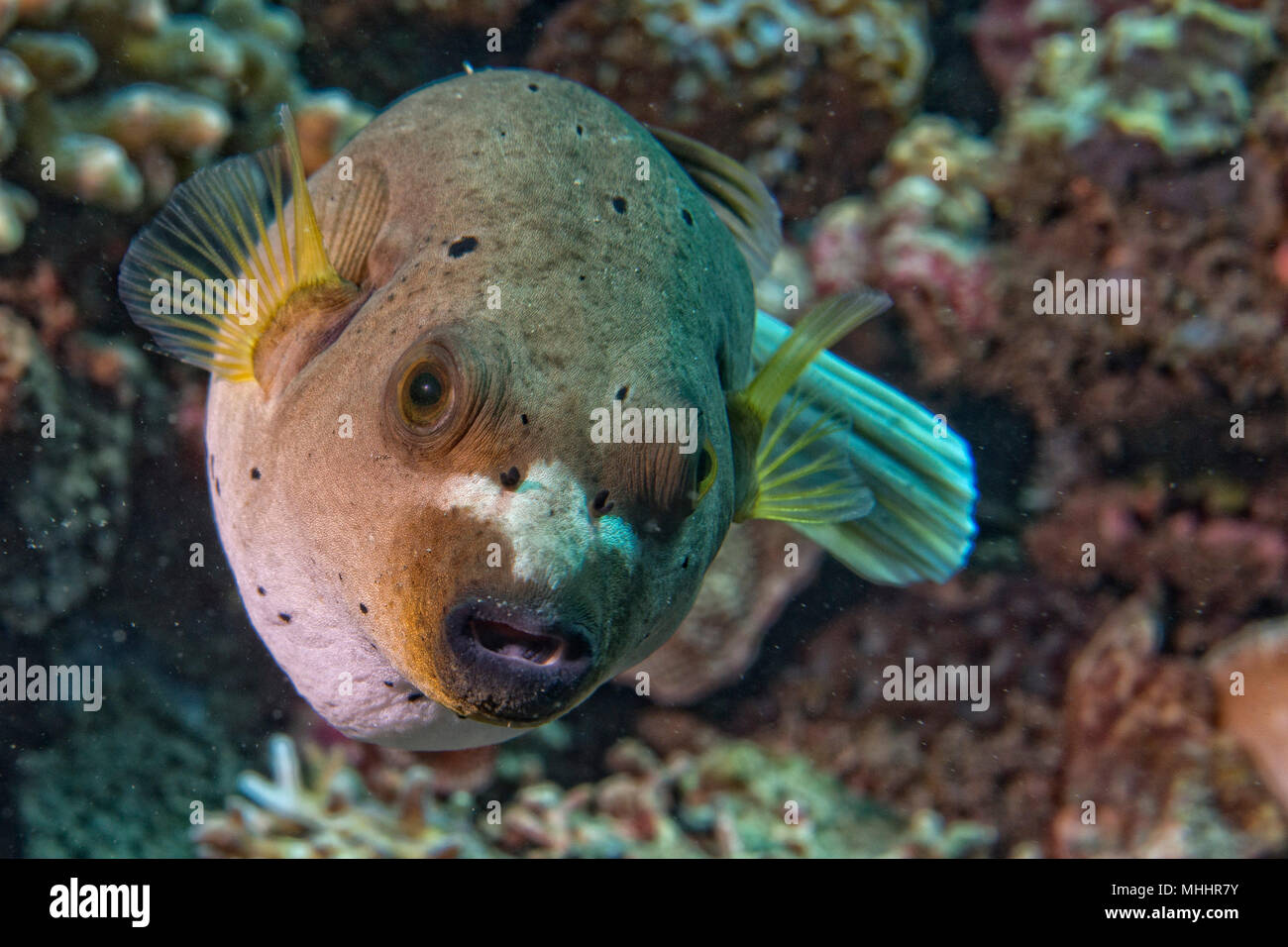 colorful ball puffer fish portrait while looking at you Stock Photo - Alamy