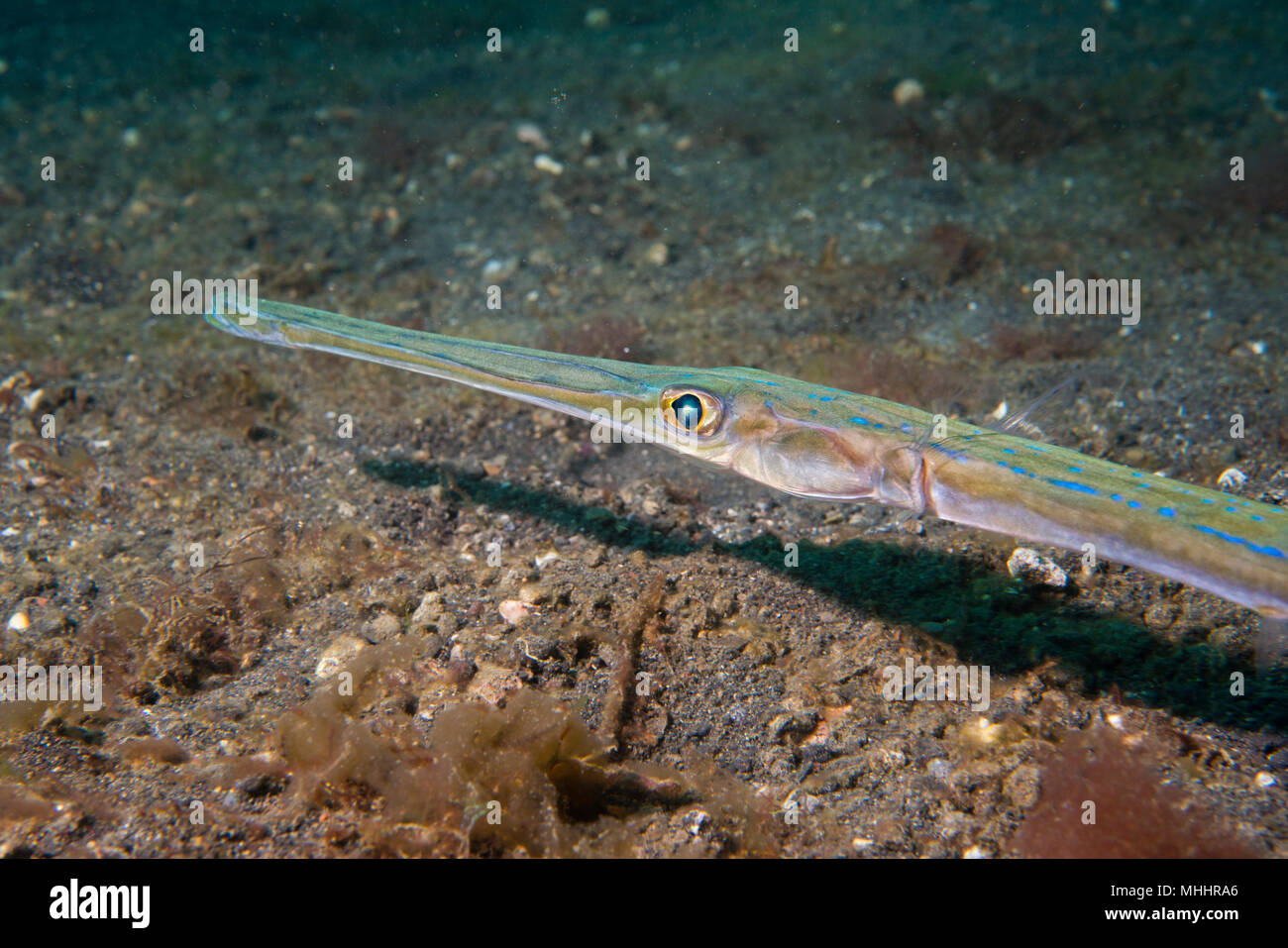 Fish Fistularia commersonii underwater close up eye macro detail