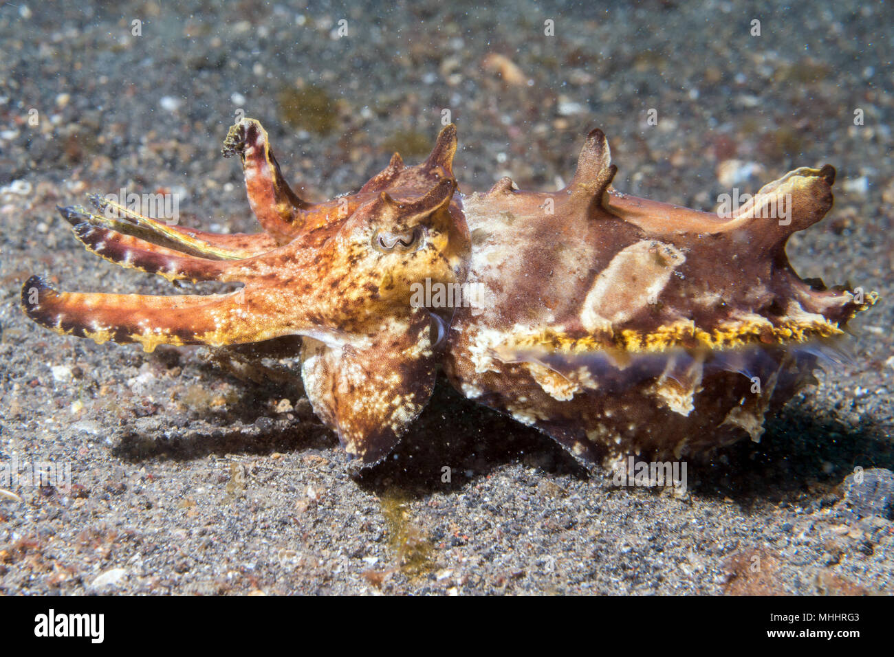 changing colors cuttlefish flamboyant sepia underwater Stock Photo Alamy