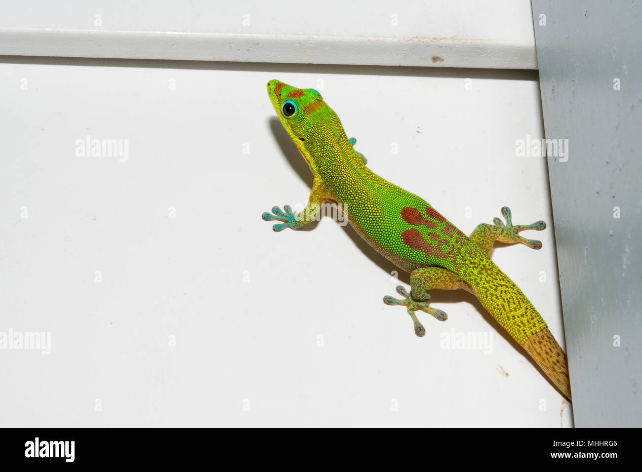 green red and blue Gold dust day gecko from hawaii Stock Photo