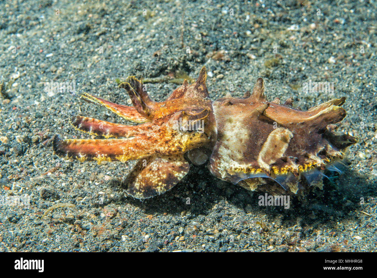 changing colors cuttlefish flamboyant sepia underwater Stock Photo Alamy