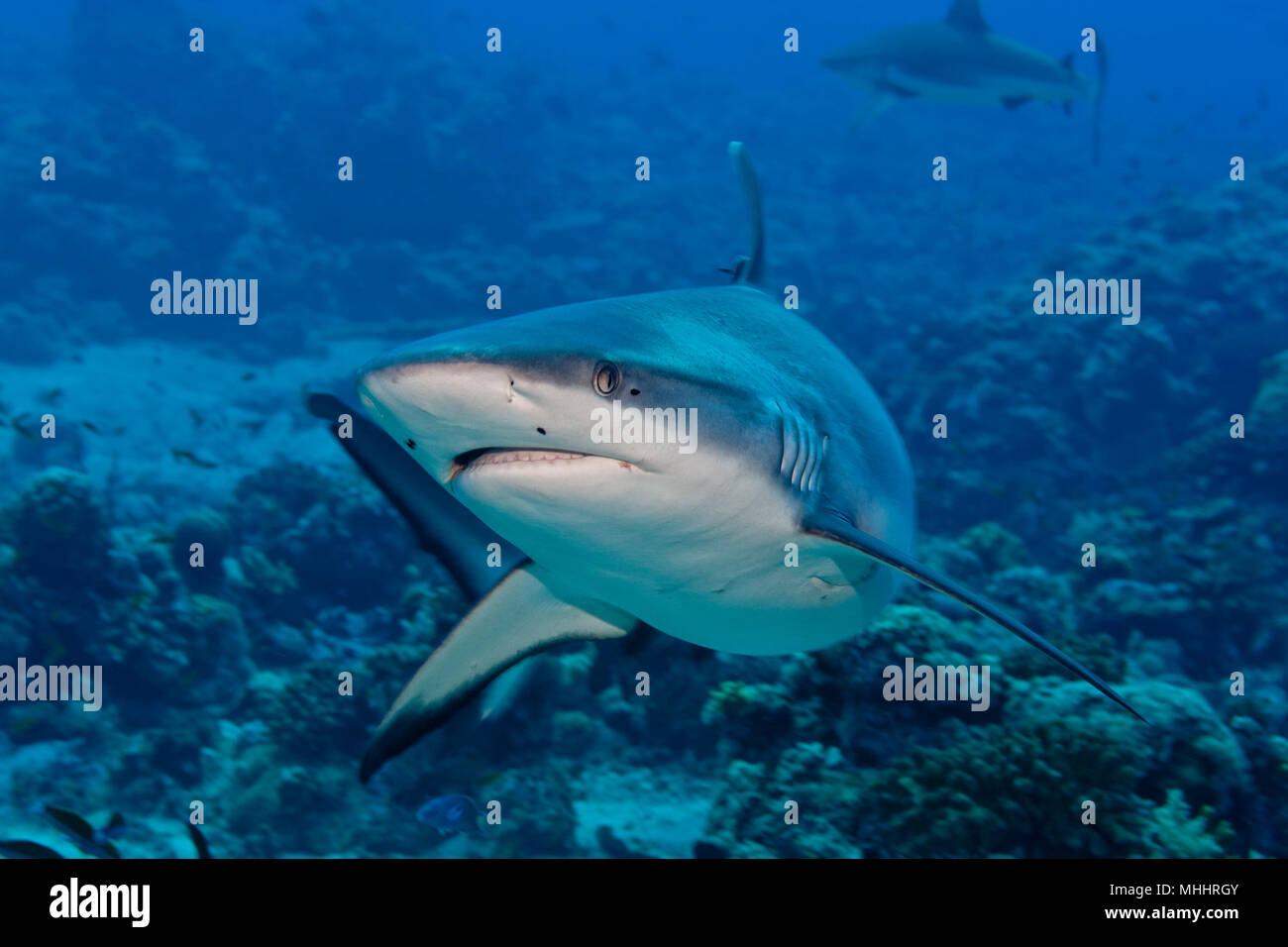 deep blue sea shark attack