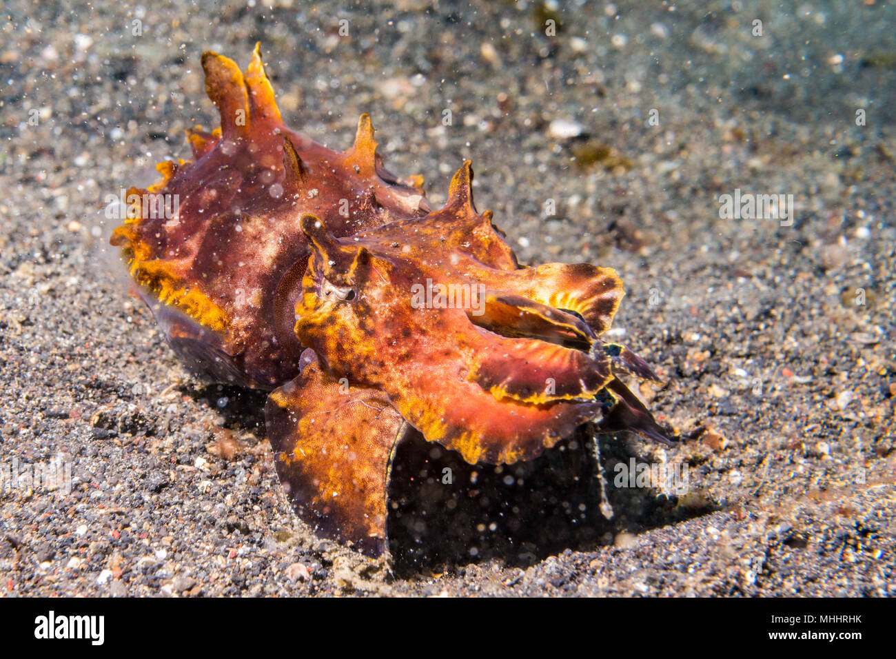 changing colors cuttlefish flamboyant sepia underwater Stock Photo Alamy