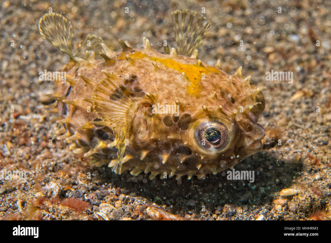 Yellow young puffer fish portrait while diving in indonesia Stock Photo