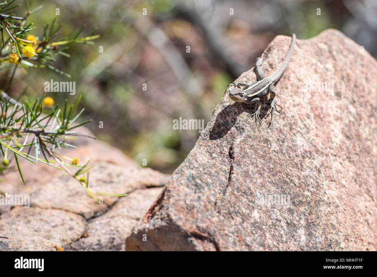 australia long tail lizard portrait while hanging on a rock Stock Photo