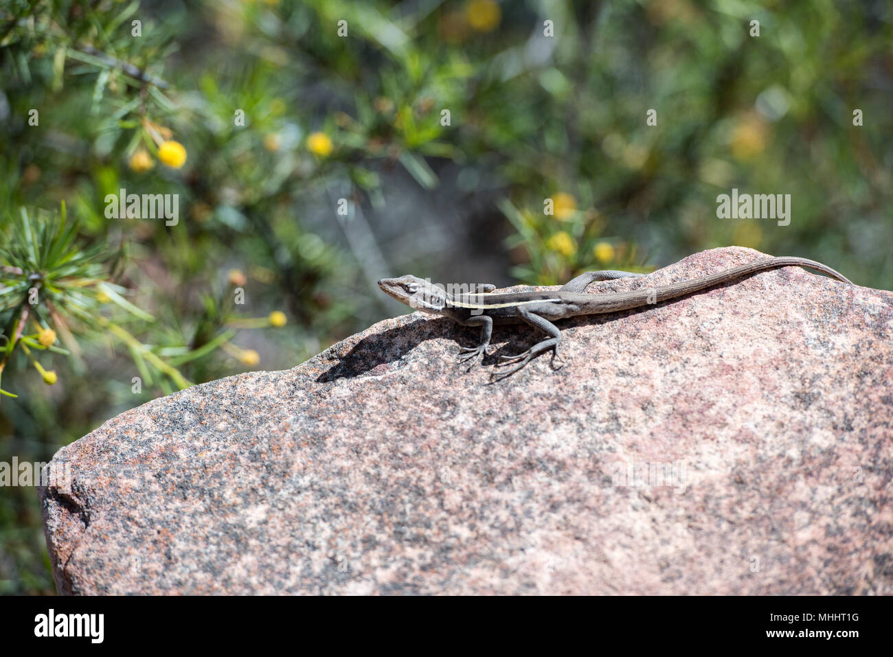 australia long tail lizard portrait while hanging on a rock Stock Photo