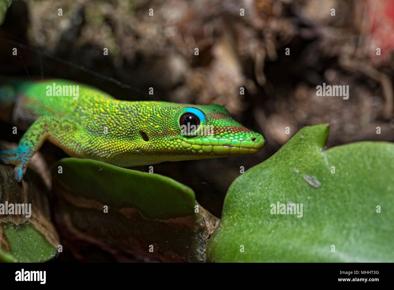 green red and blue Gold dust day gecko from hawaii while eating jam Stock Photo