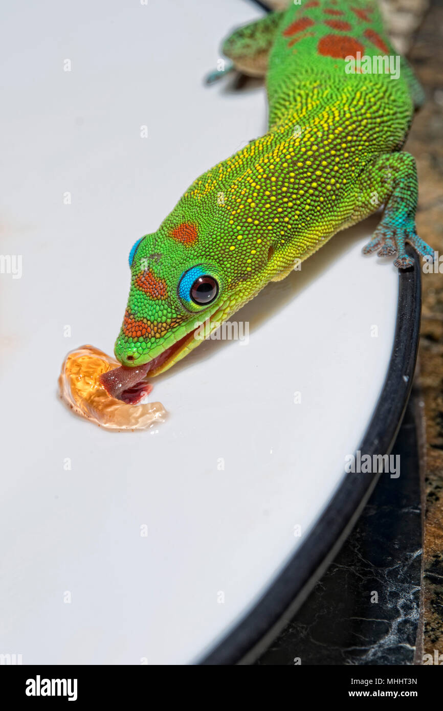 green red and blue Gold dust day gecko from hawaii while eating jam Stock Photo