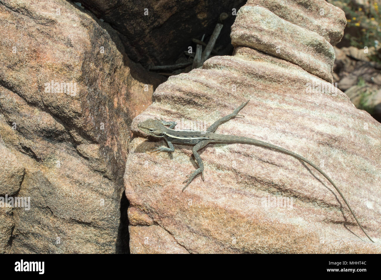 australia long tail lizard portrait while hanging on a rock Stock Photo