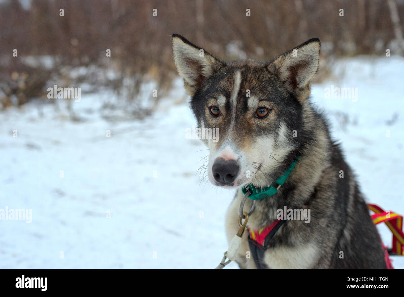 portrait while sledding with husky dogs in lapland Stock Photo - Alamy