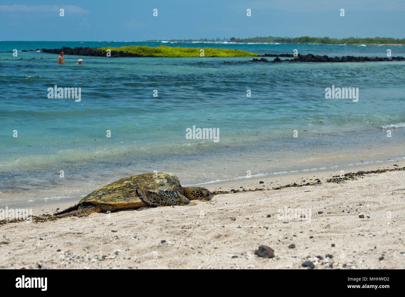 Green Turtle while relaxing on sandy beach Stock Photo