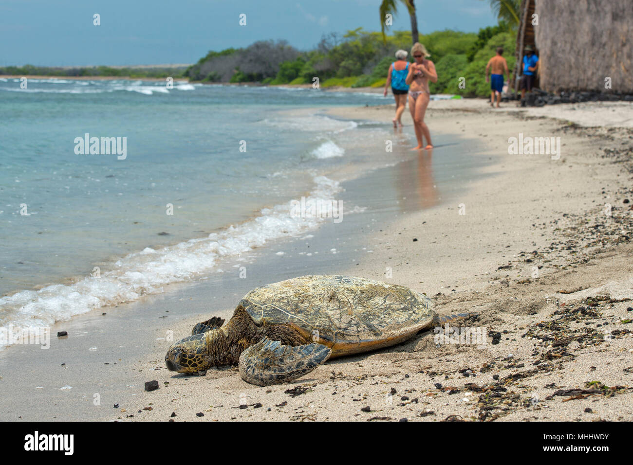 Green Turtle while relaxing on sandy beach Stock Photo
