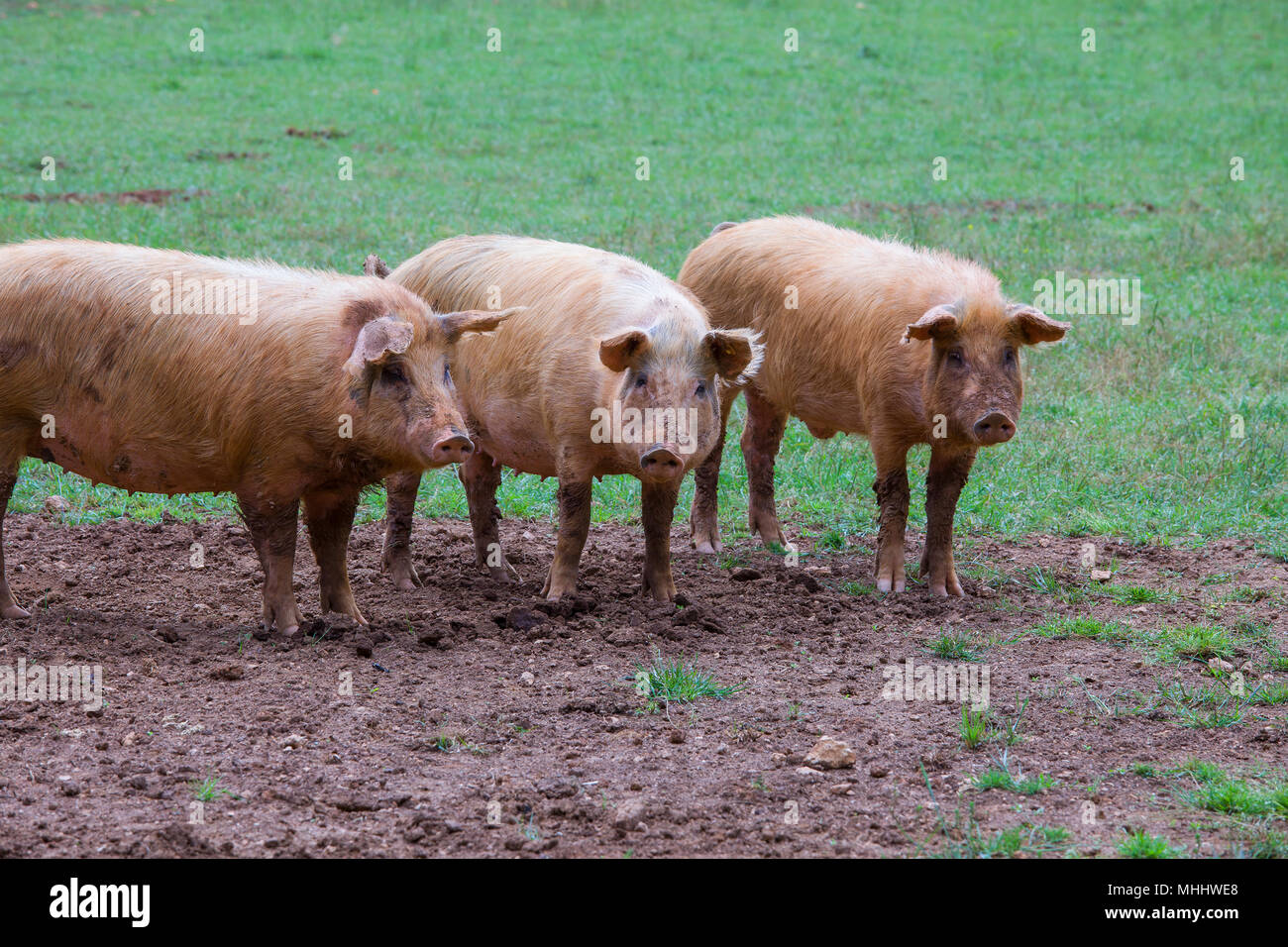 Three pigs standing in the field of an organic farm in Italy Stock Photo
