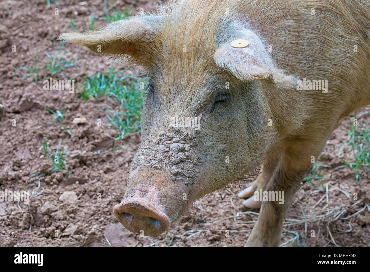 Close up of a curious pig standing in the mud of an organic farm in Italy Stock Photo