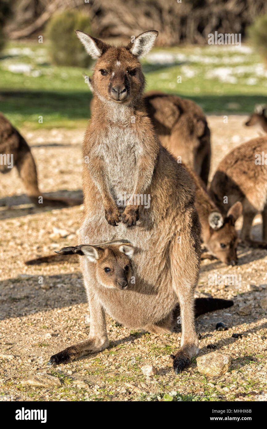 Kangaroos family while looking at in kangaroo island stokes bay Stock Photo