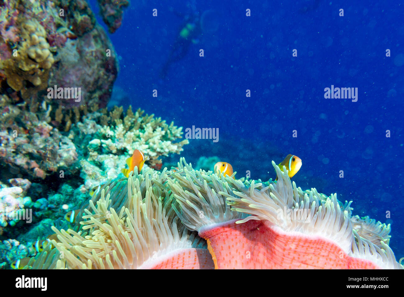 Clown fish family inside red anemone Stock Photo