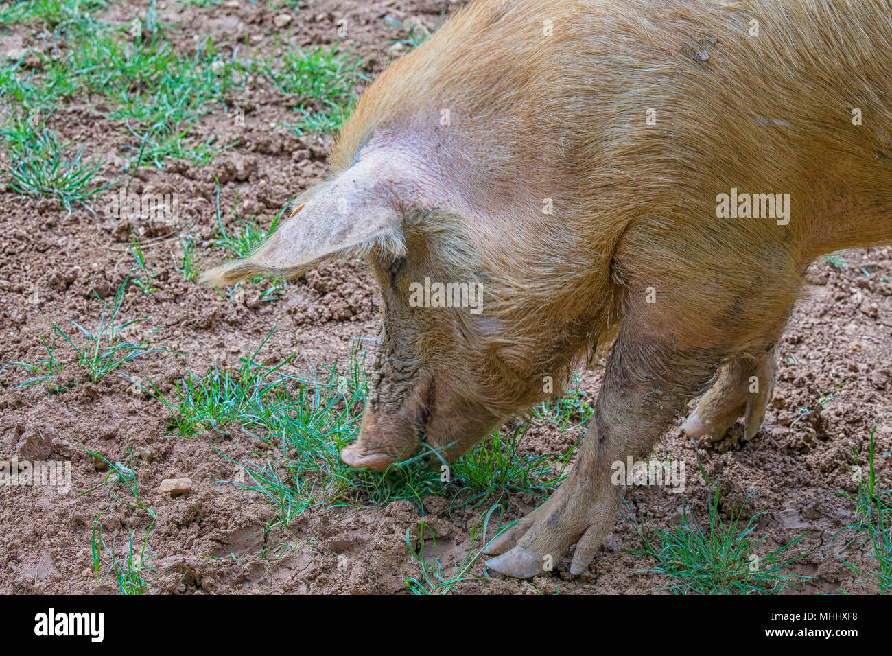 Close up of a pig standing in the mud of an organic farm in Italy Stock Photo