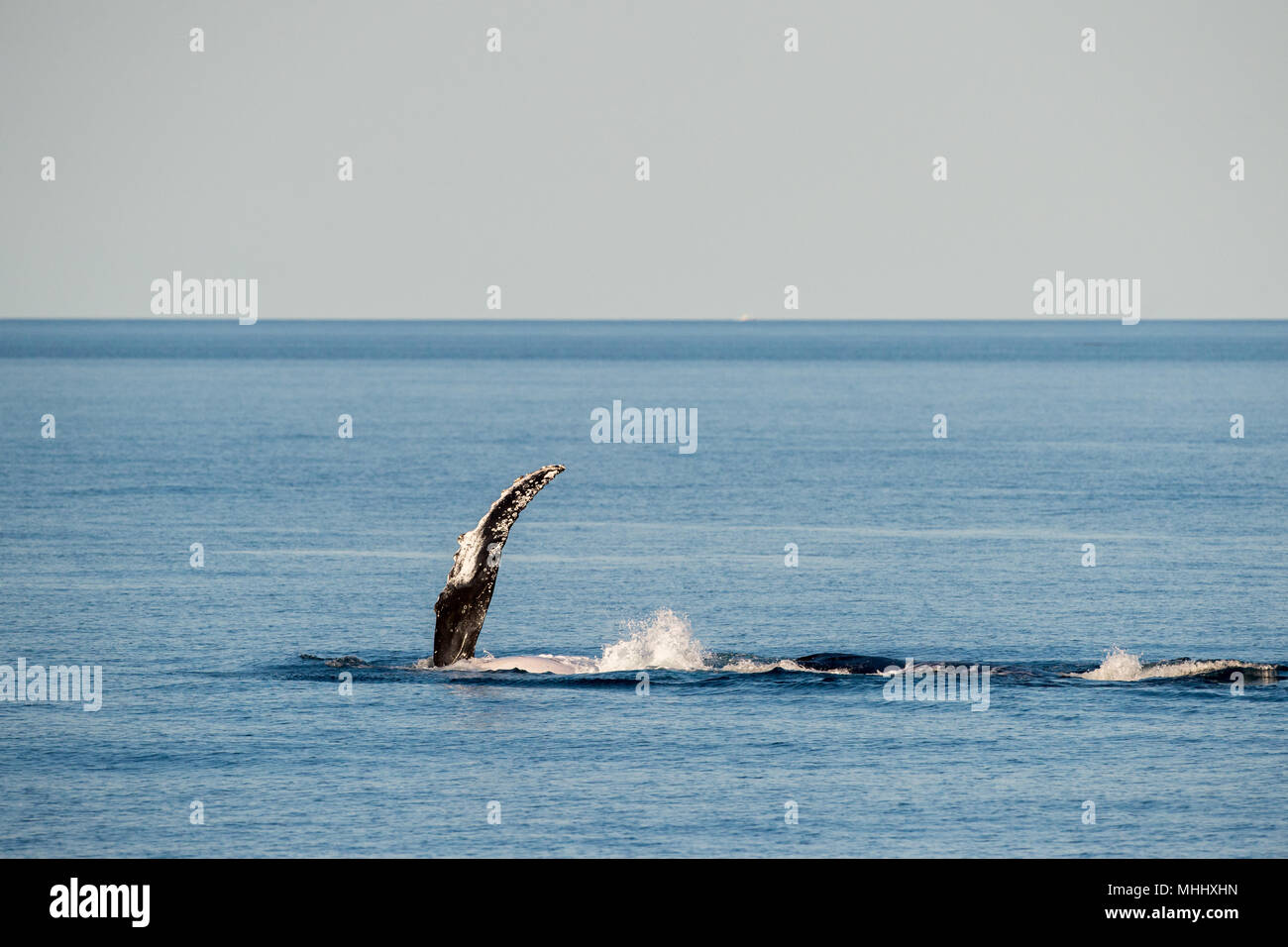 Humpback whale swimming hervey hi-res stock photography and images - Alamy