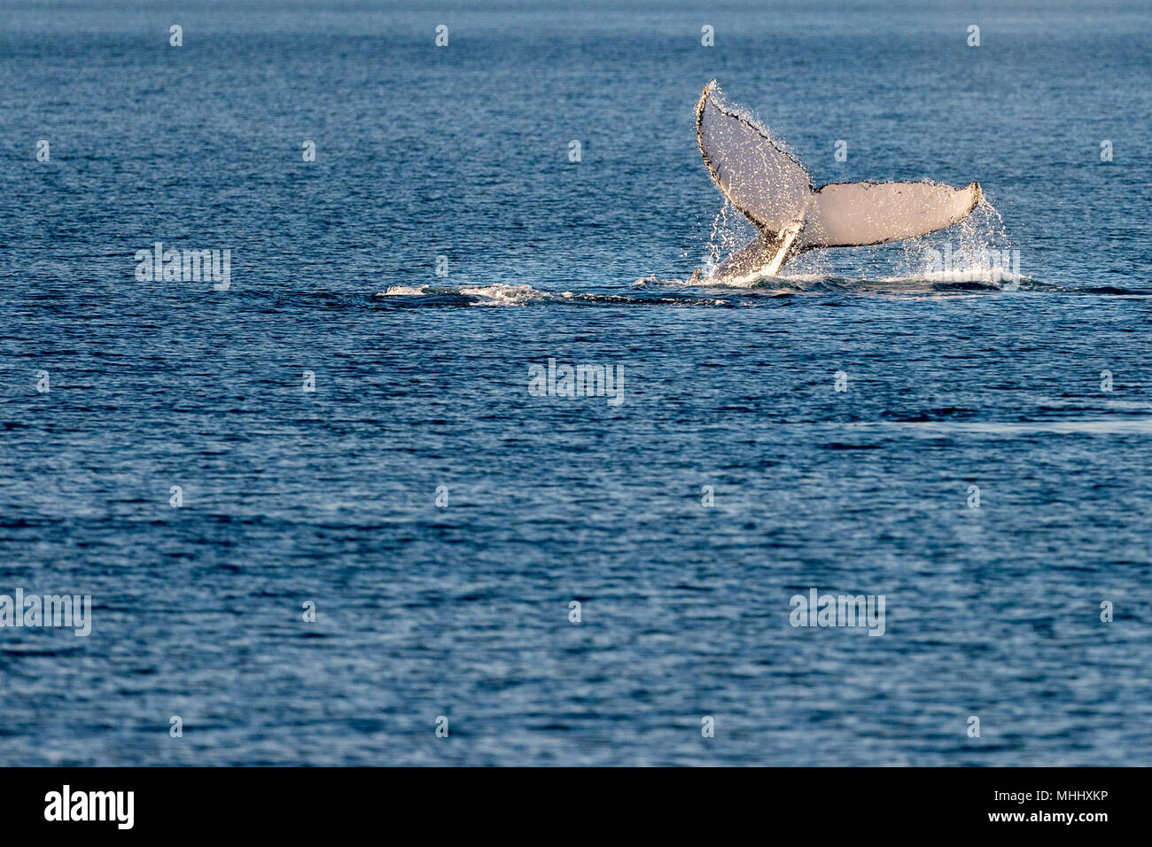 Breaching humpback whale new hi-res stock photography and images - Alamy