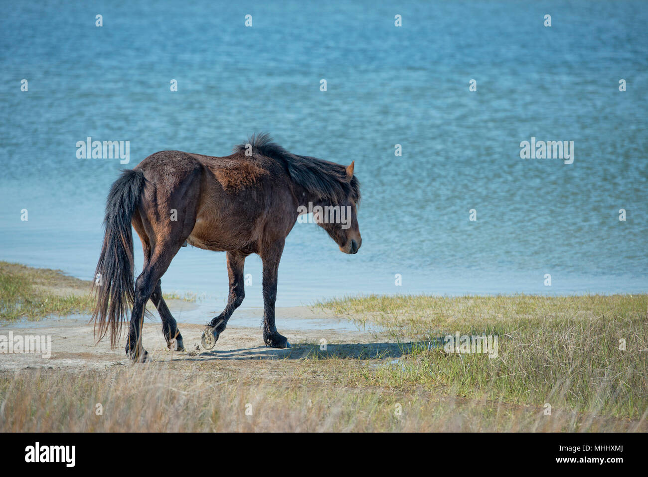 Assateague horse wild pony portrait while going to water Stock Photo ...