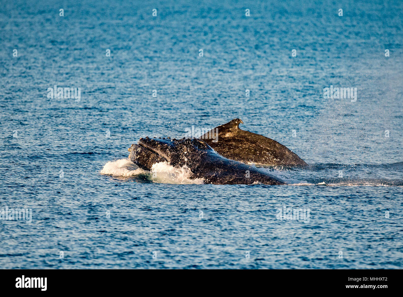 Breaching humpback whale new hi-res stock photography and images - Alamy