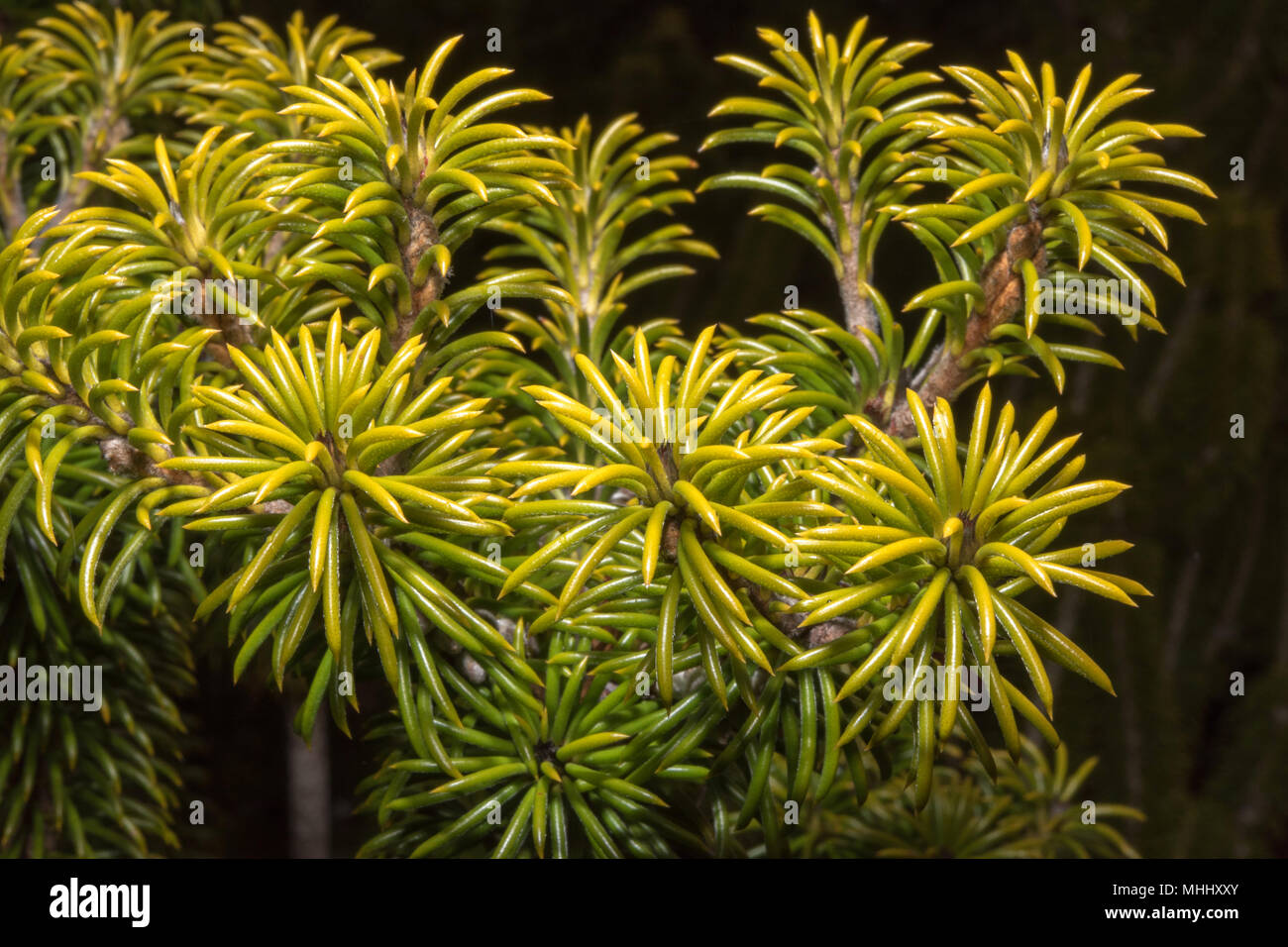 detail of australia bush flowers Stock Photo - Alamy