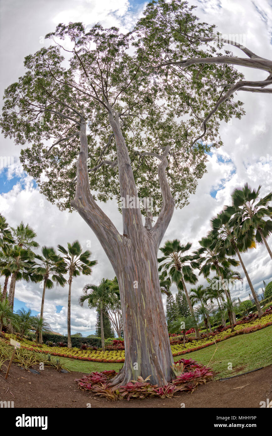hawaiian gum tree colorful bark, Most Beautiful Tree on Earth Stock