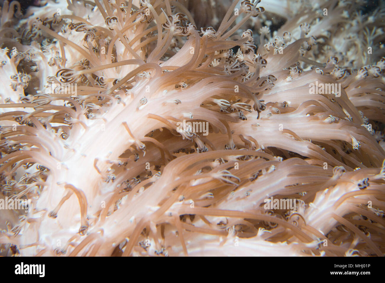 Soft Coral Tentacles underwater macro Stock Photo - Alamy