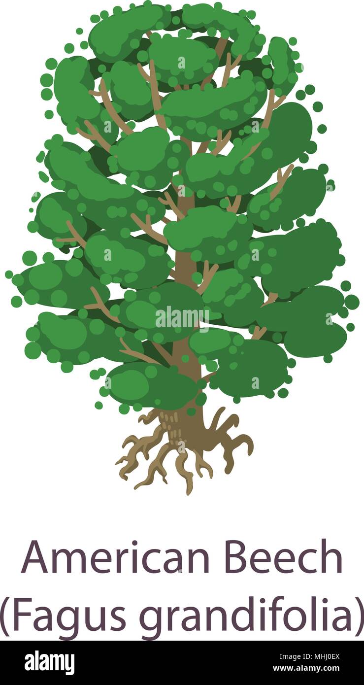 Beech seed Stock Vector Images - Alamy