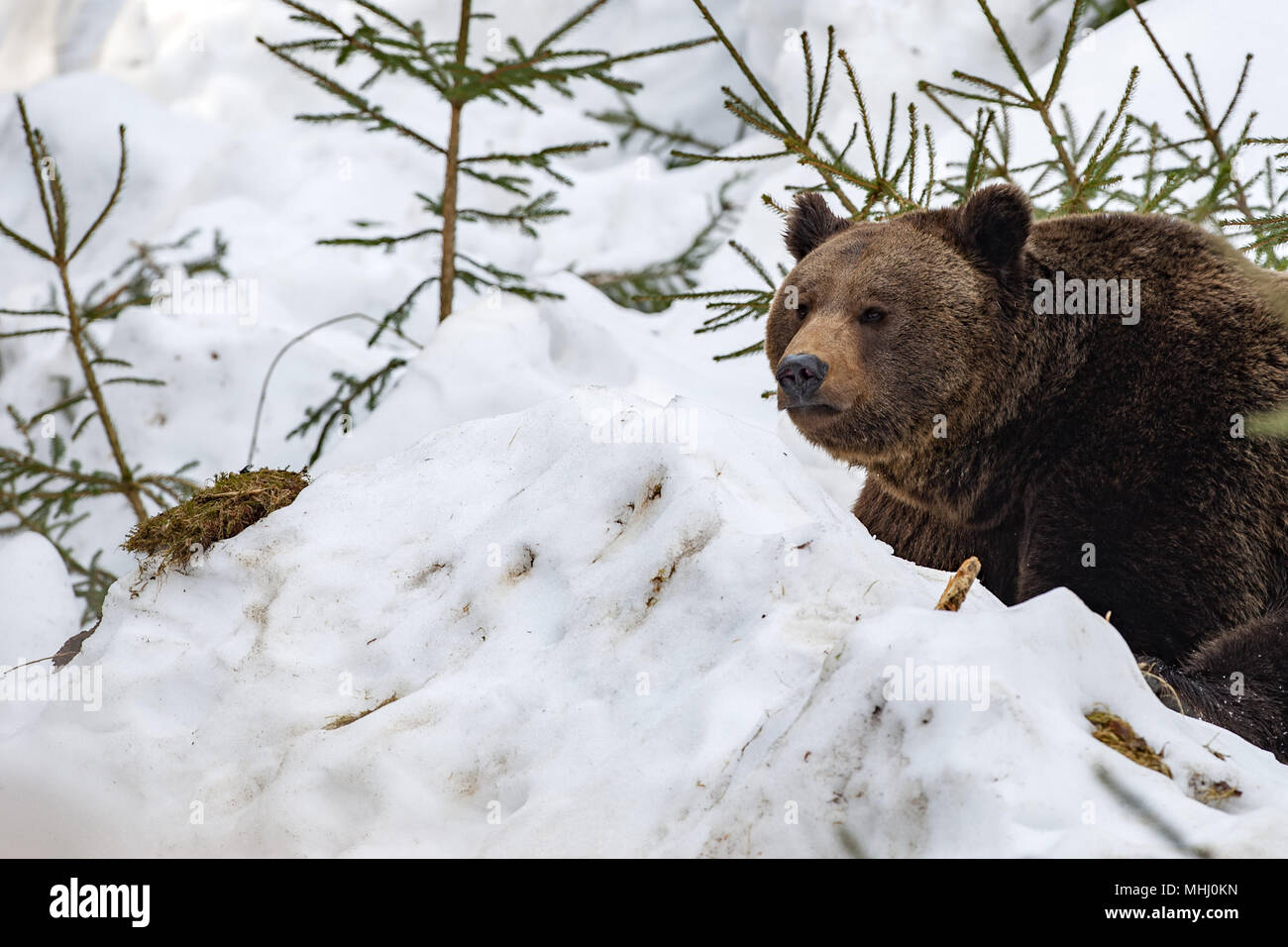 pet grizzly bear