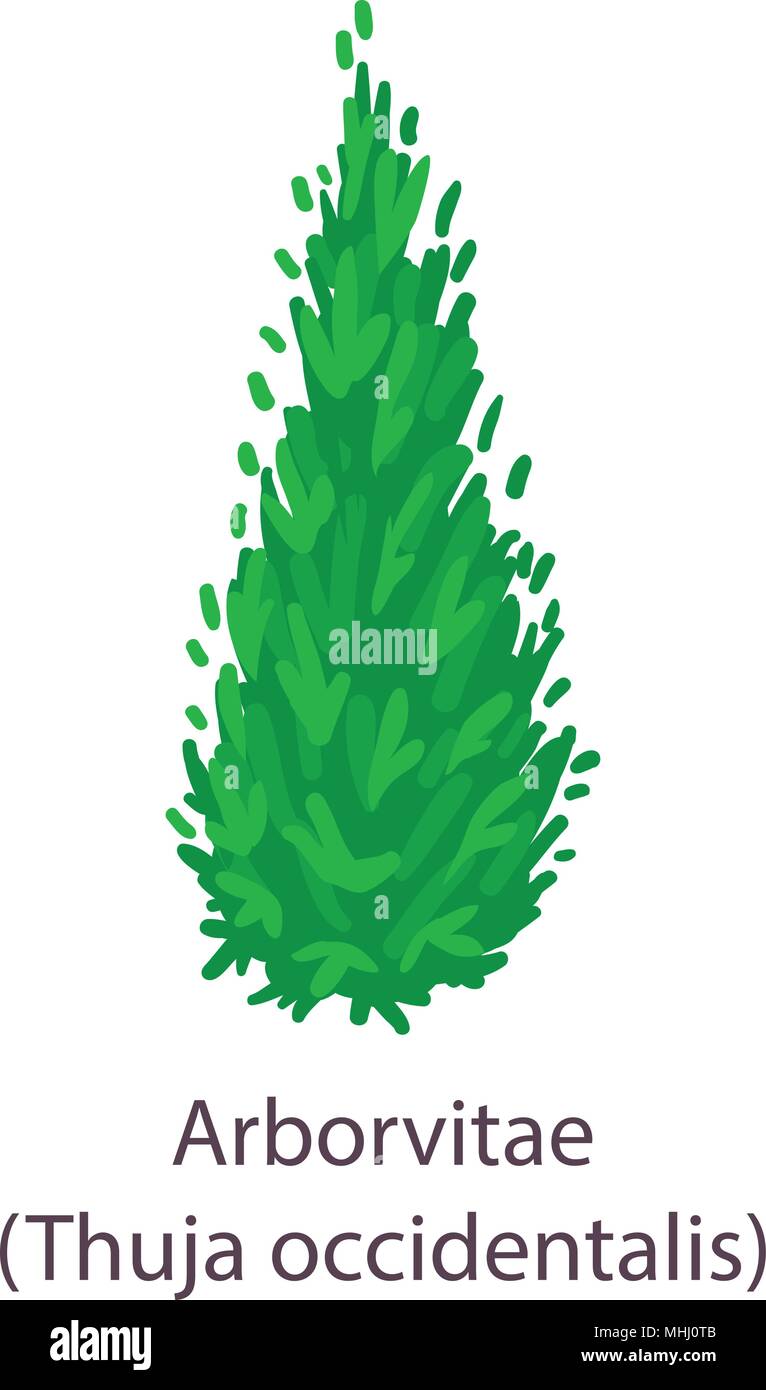 Arborvitae icon, flat style Stock Vector Image & Art - Alamy