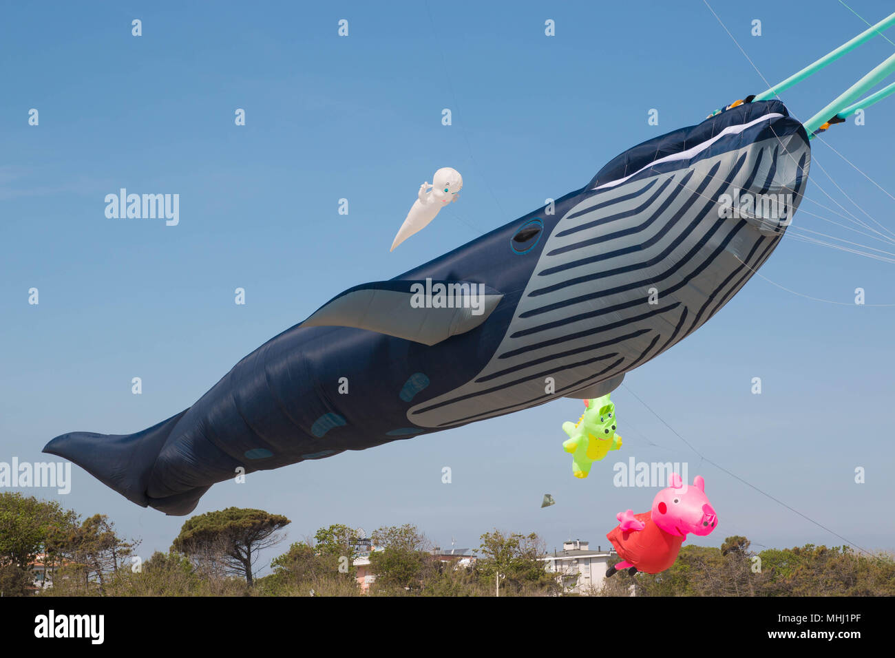 whale kite in natural dimensions at Cervia international kite festival 'Artevento' 2018. Stock Photo